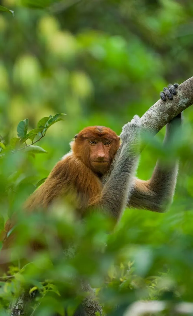 Meeting Orangutans in Borneo: A Wildlife Experience to Remember