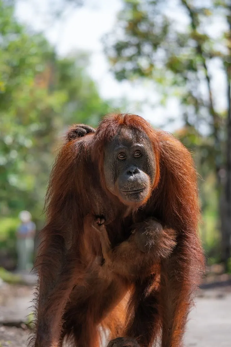 Life on a Klotok: Discover the Magic of a River Journey in Borneo