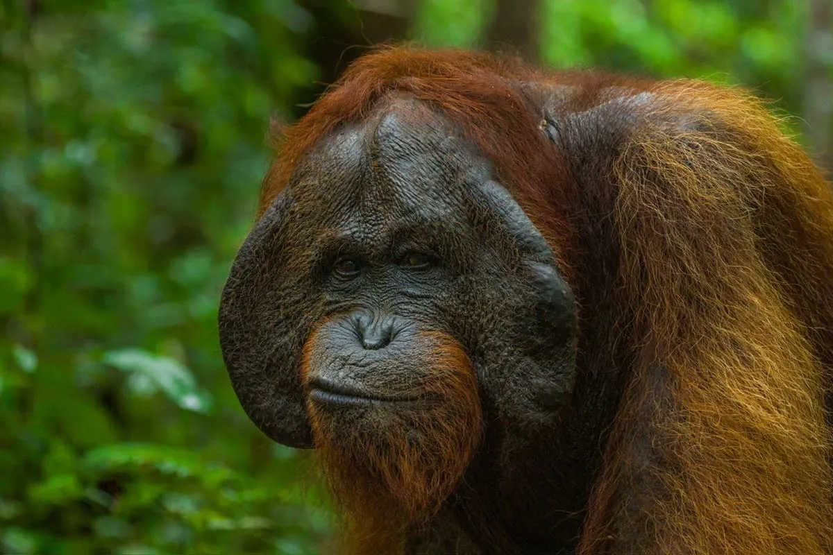 Exploring Tanjung Puting National Park: A Journey into the Heart of Borneo