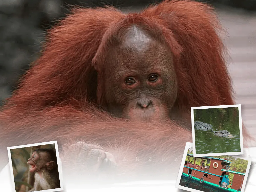 Orangutan Trip 4 Days 3 Nights